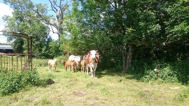 Ferme de l'Hirondelle à Guignen