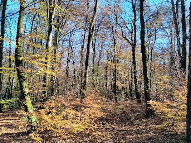 Foret Domaniale de Camors à Camors