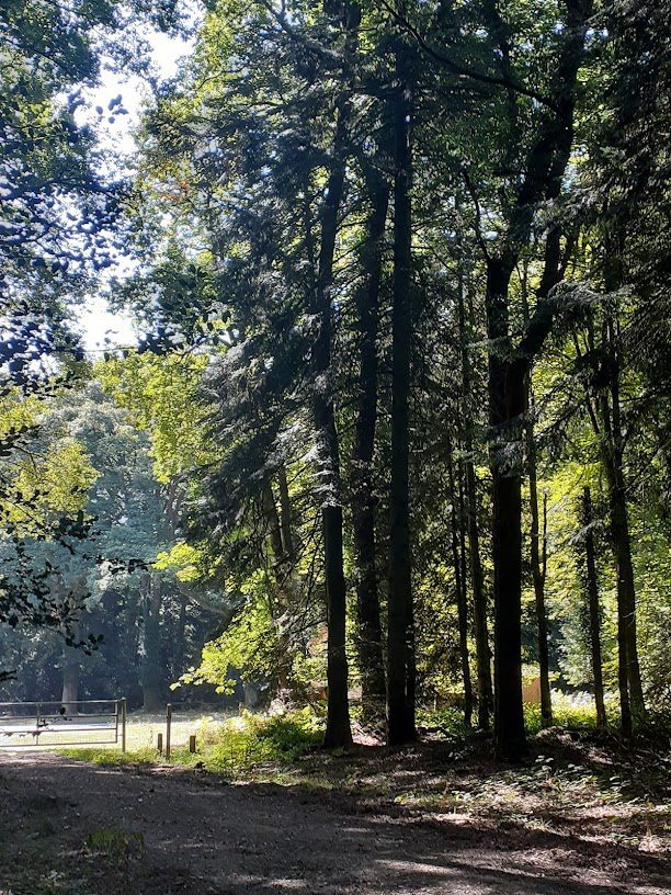 Foret de Lanouee à Forges de Lanouee