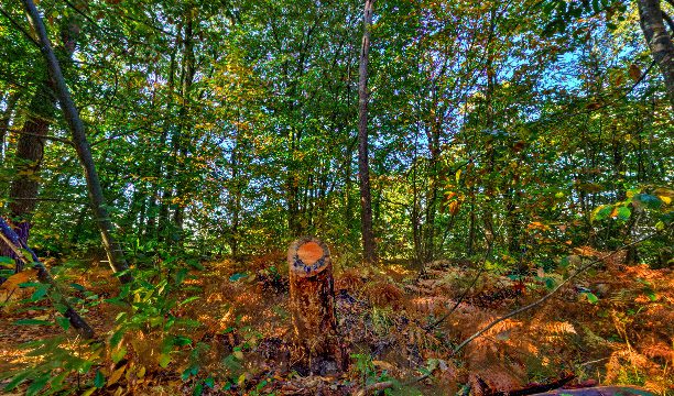 Foret de Rennes à Liffre