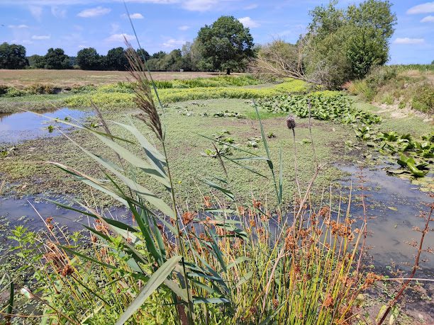 Marais de Gannedel à La Chapelle-de-Brain