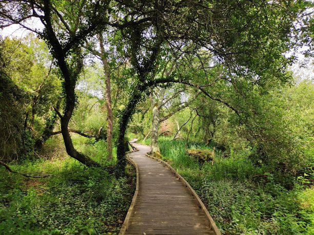 Marais de Trestel à Trevou-Treguignec