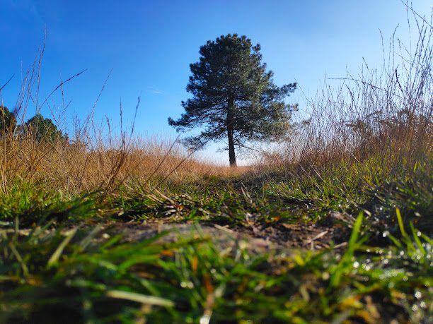 Reserve Naturelle de la Lande du Moulin à Sulniac