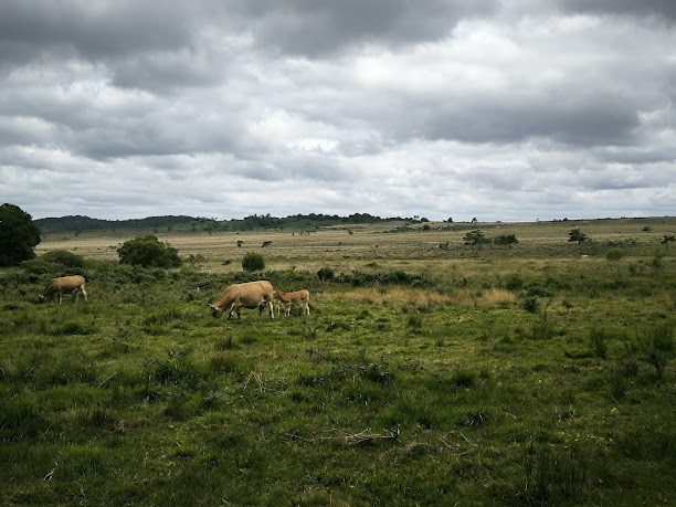 Reserve du Cragou à Le Cloitre-Saint-Thegonnec